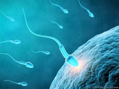 temps spermatozoïdes ovule|En combien de temps le spermatozoïde atteint